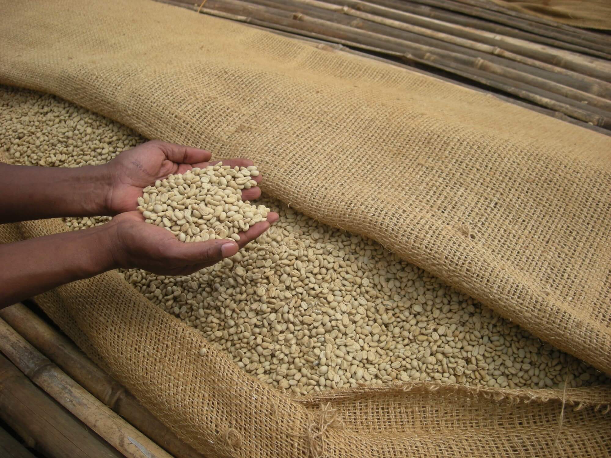 コーヒー生豆 エチオピア